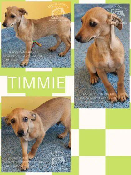 A baby small-sized male Chihuahua dog named Timmie for adoption in Kenansville, NC