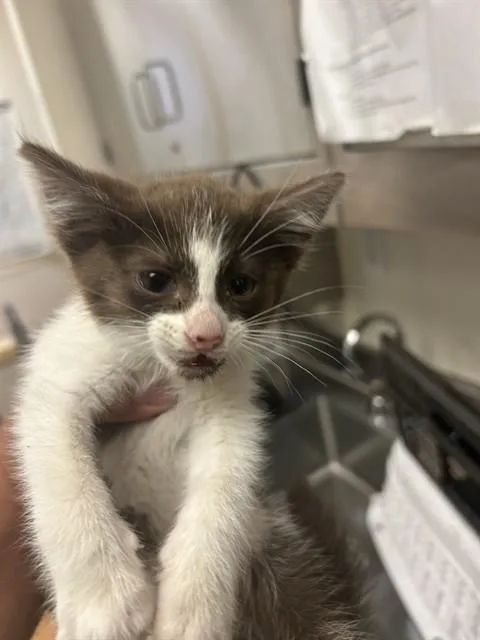 A baby small-sized male Domestic Short Hair cat named Smores for adoption in Martinez, CA