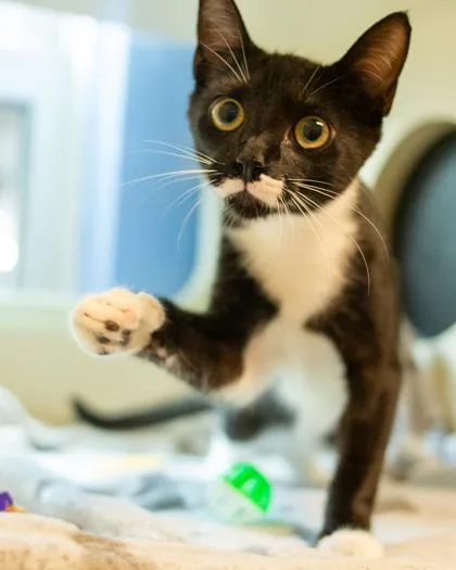A baby small-sized male Domestic Short Hair cat named Fargo for adoption in Chamblee, GA