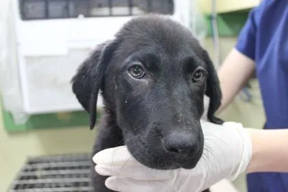 A baby large-sized male Labrador Retriever dog named Ajax for adoption in Picayune, MS
