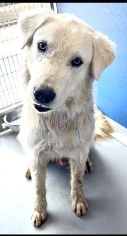 A young extra large-sized male Great Pyrenees dog named A for adoption in Visalia, CA