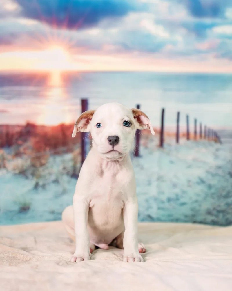 A baby large-sized male Pit Bull Terrier dog named Newport for adoption in Avon, CT