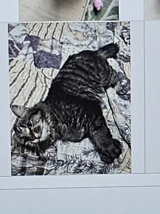 An adult small-sized female Domestic Short Hair cat named Toe for adoption in Cincinnati, OH