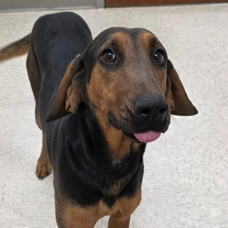 Judge Judy thumbnail 3