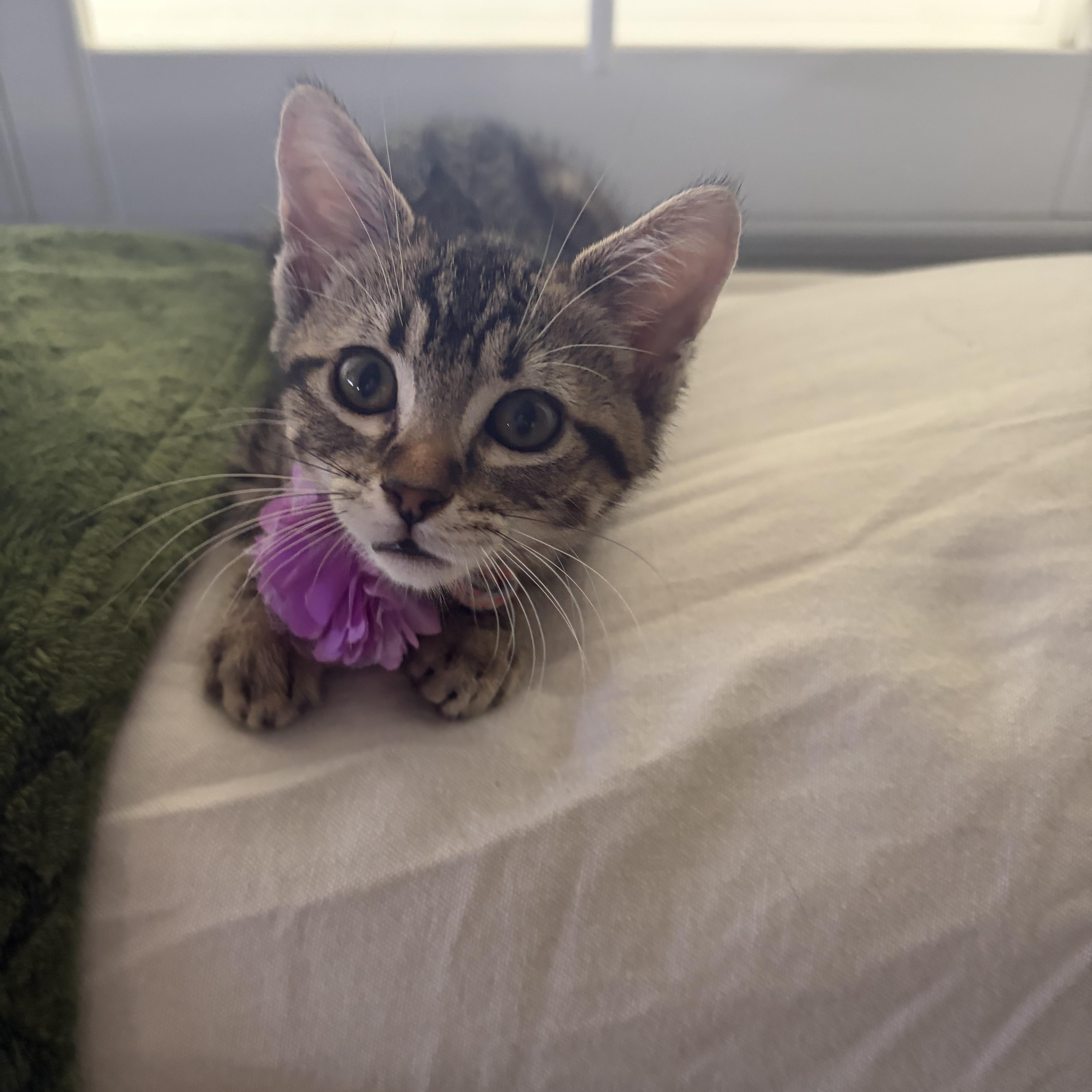 A baby small-sized female Tabby (Buff / Tan / Fawn) Domestic Short Hair cat named Delaney for adoption in Bell Gardens, CA