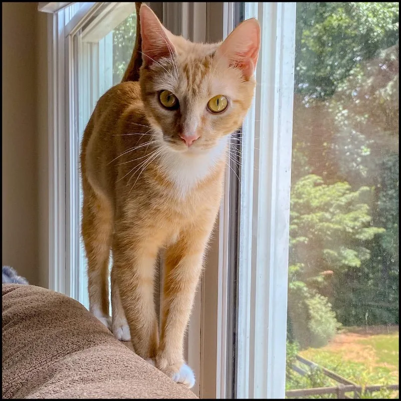 A young medium-sized female Orange / Red Domestic Short Hair cat named Abbi for adoption in Roswell, GA