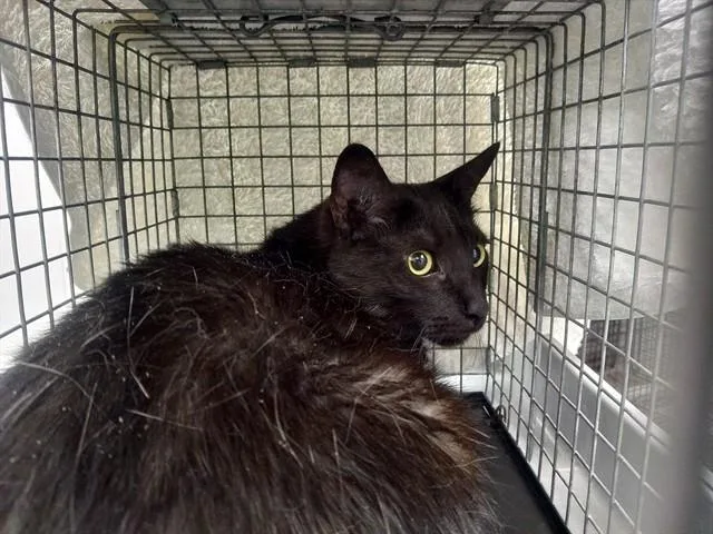 An adult large-sized male Domestic Short Hair cat named Chowder for adoption in Fort Lauderdale, FL