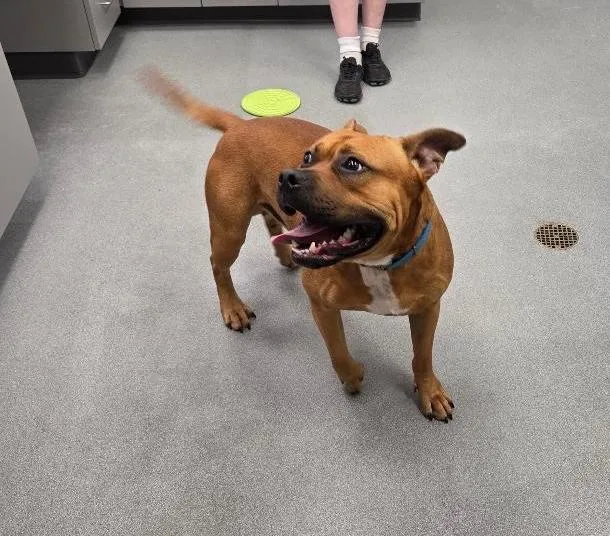 An adult medium-sized male Red / Chestnut / Orange Staffordshire Bull Terrier dog named Buster Brown for adoption in Jefferson, IA