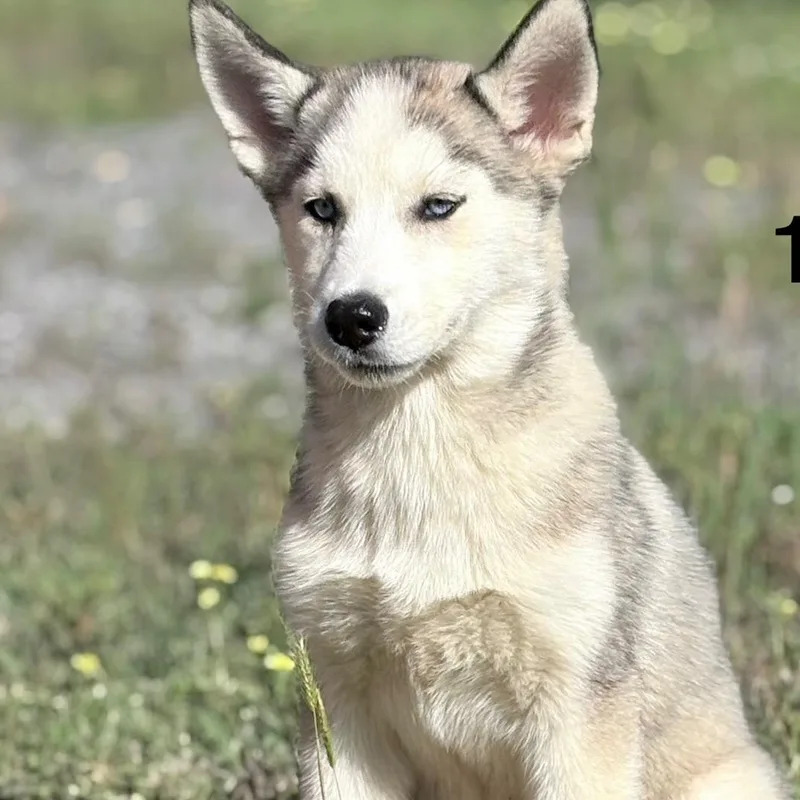 A baby large-sized female Siberian Husky dog named Sofia for adoption in Oak Bluffs, MA
