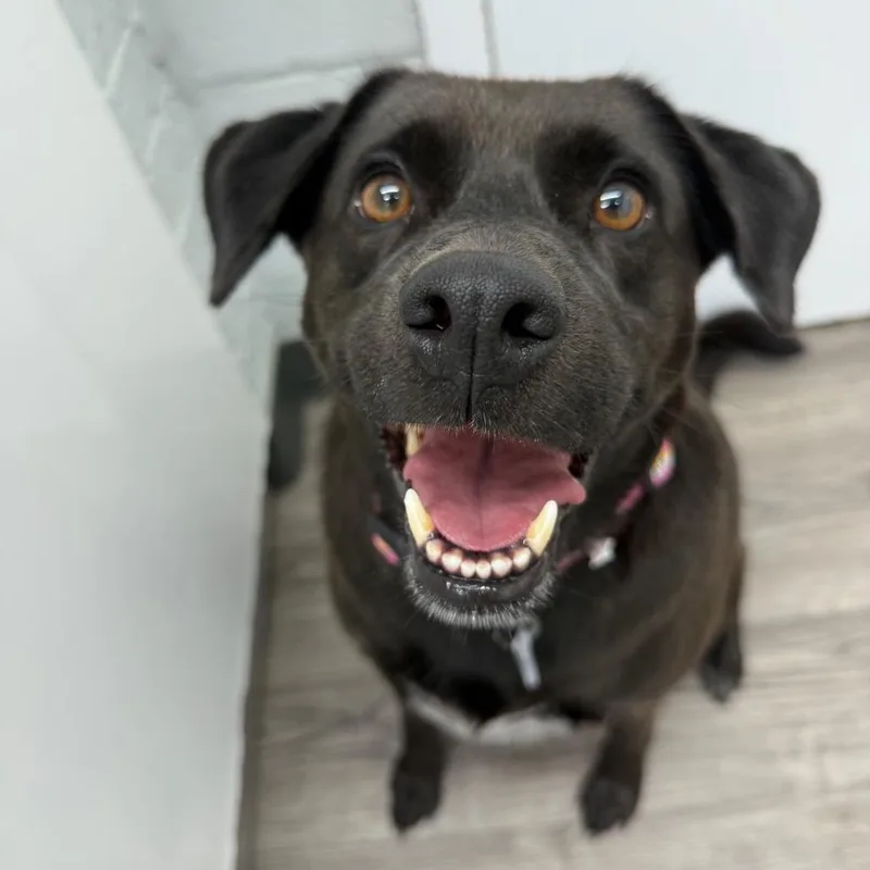 An adult medium-sized female Black Labrador Retriever dog named Abby for adoption in Fairfax, VA
