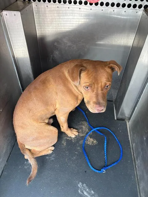 A young large-sized male American Staffordshire Terrier dog named Marshall for adoption in Grand Prairie, TX