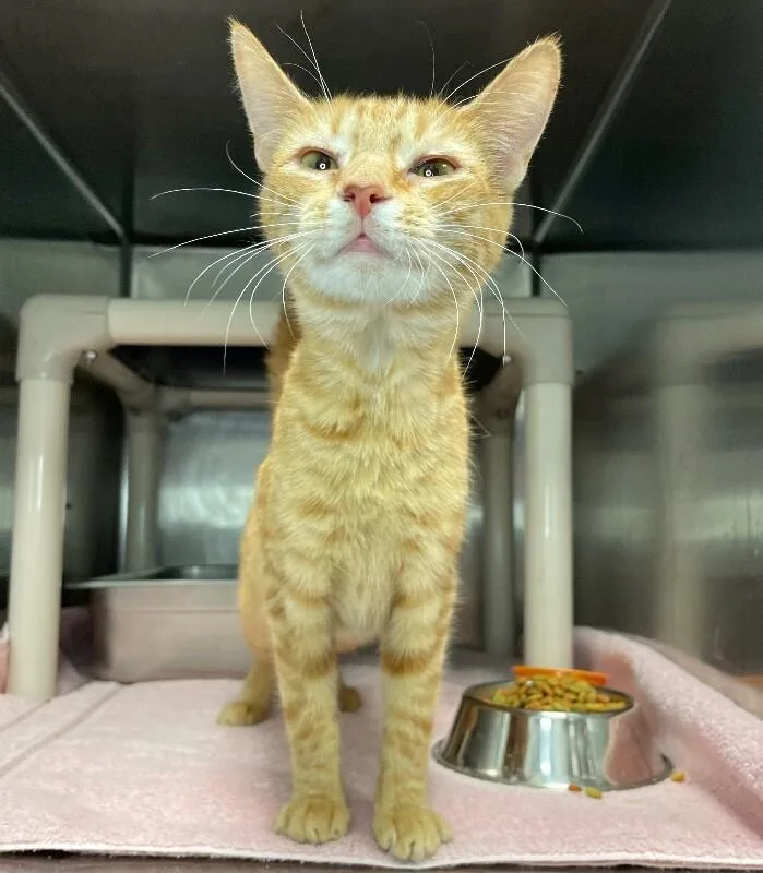 A young medium-sized female Domestic Short Hair cat named Delilah for adoption in Roanoke, VA