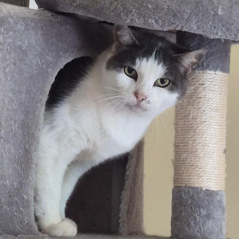 A senior small-sized female Gray / Blue / Silver Domestic Short Hair cat named Cloud for adoption in Lexington, KY
