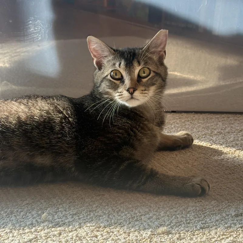 A baby medium-sized male Tabby (Brown / Chocolate) Domestic Short Hair cat named Timber for adoption in Darien, CT