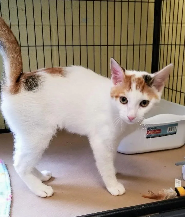 An adult medium-sized female Domestic Short Hair cat named Tylee for adoption in Trenton, NJ