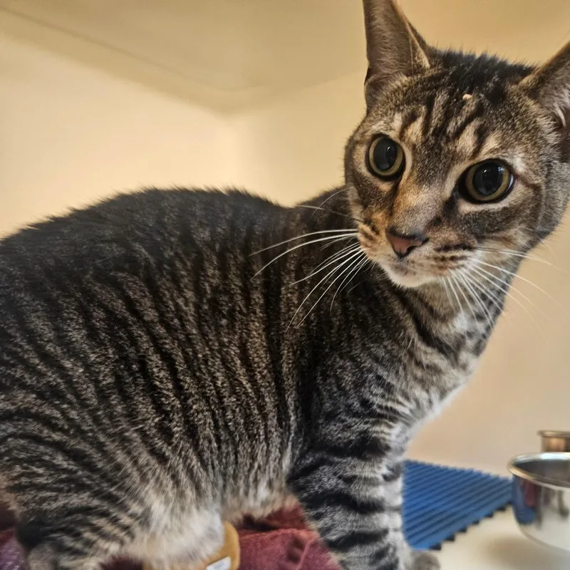 A senior large-sized male Brown / Chocolate Domestic Medium Hair cat named Willoughby for adoption in Harrisonburg, VA
