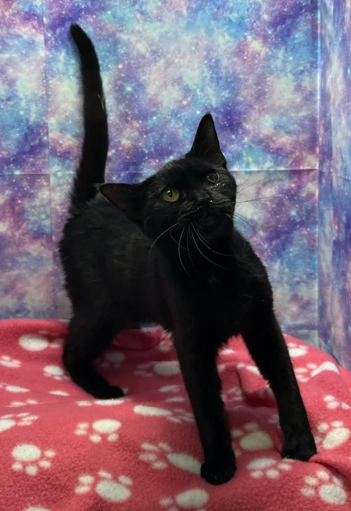 A young medium-sized female Domestic Short Hair cat named Pandora for adoption in Washington Court House, OH