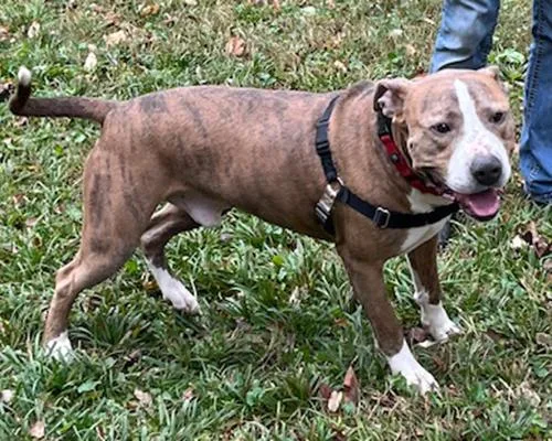 An adult large-sized male Brindle Pit Bull Terrier dog named Argo for adoption in Lake Wylie, SC