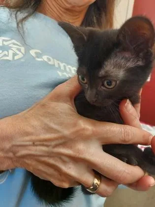 A baby small-sized female Domestic Short Hair cat named Sporty Spice for adoption in Fishers, IN
