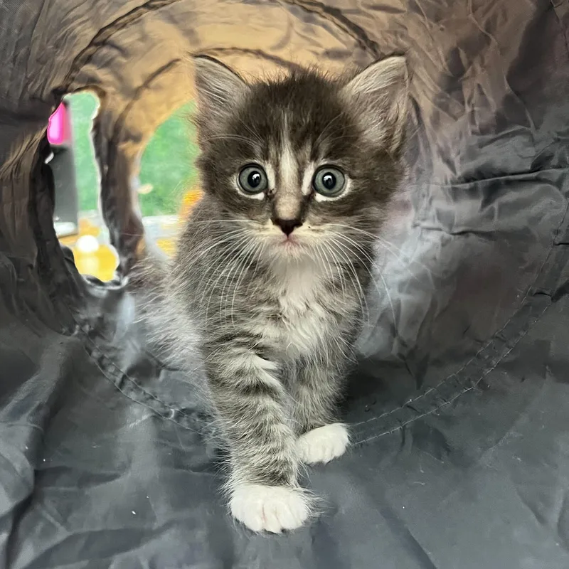 A baby medium-sized female Gray & White Domestic Medium Hair cat named Molly for adoption in Santa Monica, CA
