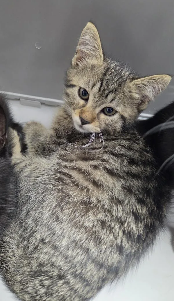 A baby small-sized male Domestic Short Hair cat named Kd for adoption in Lawrenceville, GA