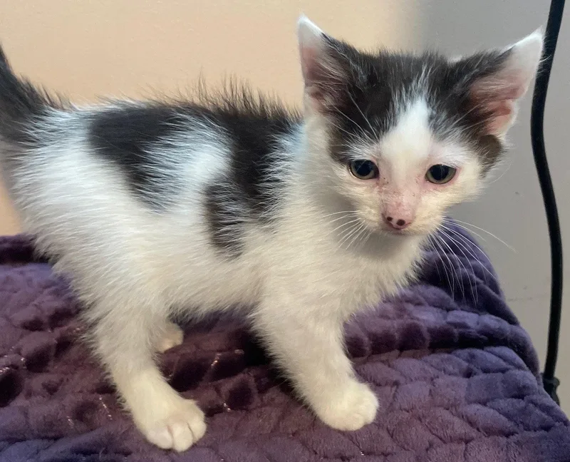 A baby medium-sized male Domestic Short Hair cat named Vita for adoption in Island Lake, IL