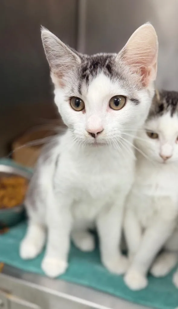 A baby medium-sized male Domestic Short Hair cat named Kayden for adoption in Danielsville, GA