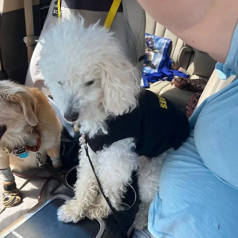 A senior small-sized male Poodle dog named Buddy for adoption in Midland, MI