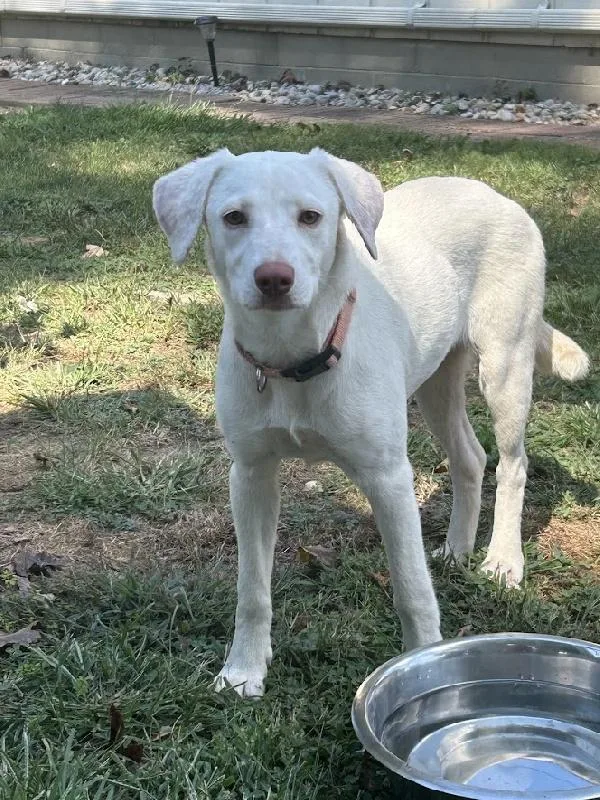 A baby medium-sized female White / Cream Labrador Retriever dog named Peaches for adoption in Scottsburg, IN