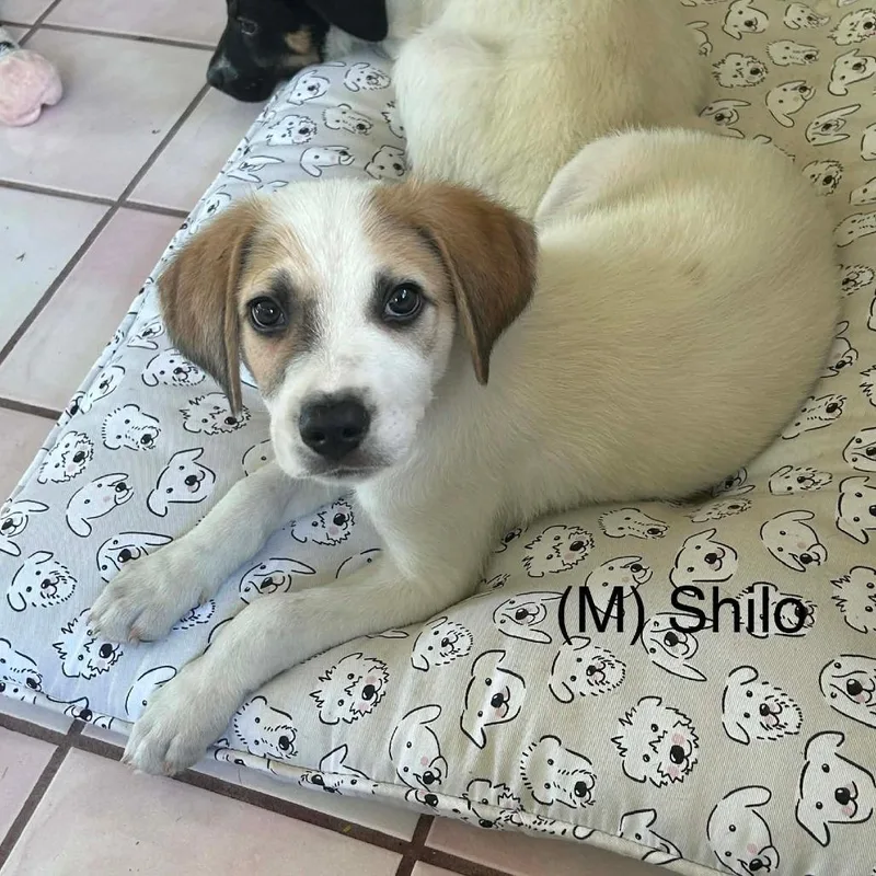 Shilo