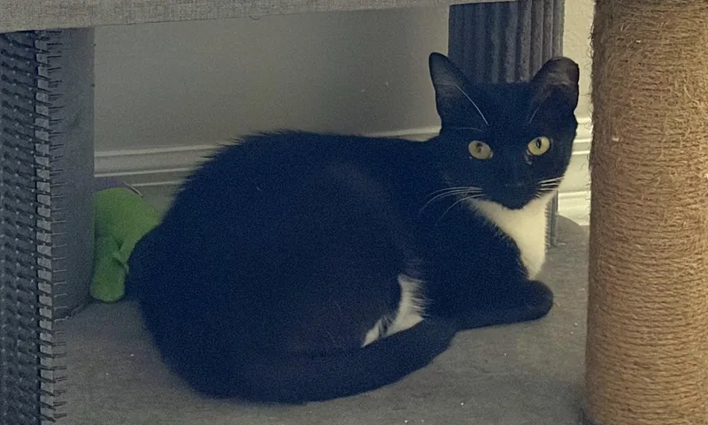 An adult medium-sized female Black & White / Tuxedo Tuxedo cat named Opal for adoption in Melbourne, FL