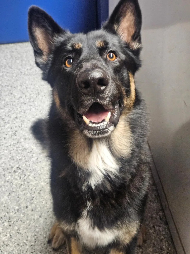 An adult large-sized male Tricolor (Brown, Black, & White) German Shepherd Dog dog named Vuko for adoption in Palatine, IL