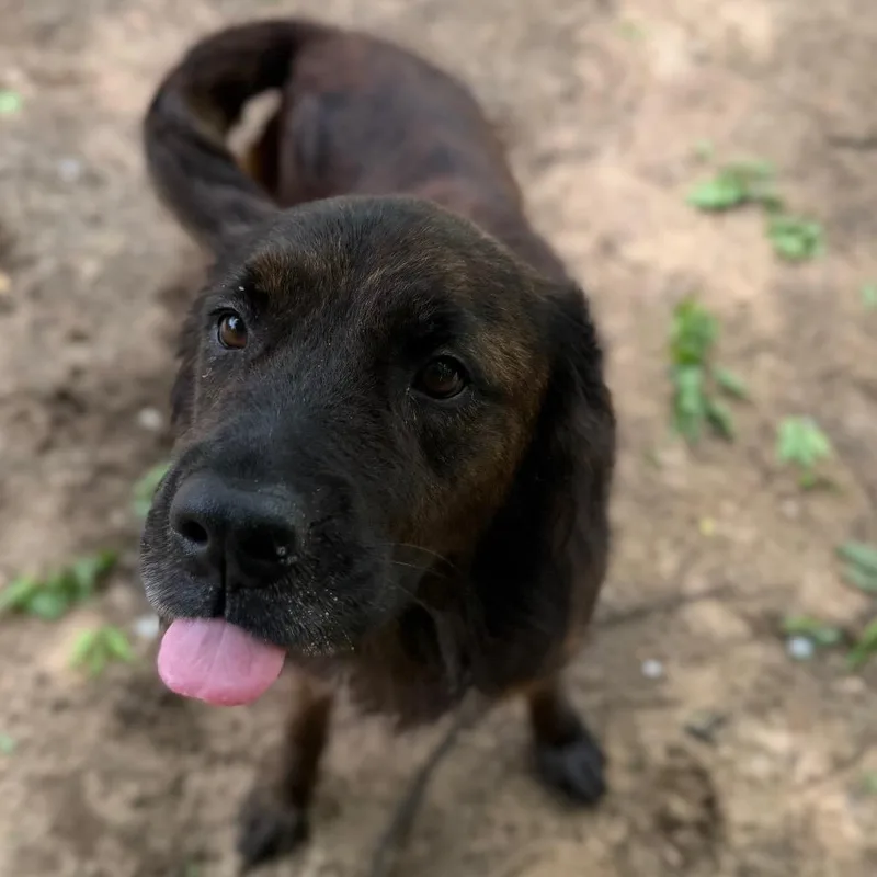 An adult medium-sized male Brindle Mixed Breed dog named Pablo for adoption in Pensacola, FL
