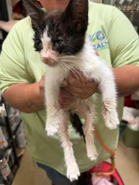 A baby small-sized female Domestic Short Hair cat named Oreo for adoption in Santa Maria, CA