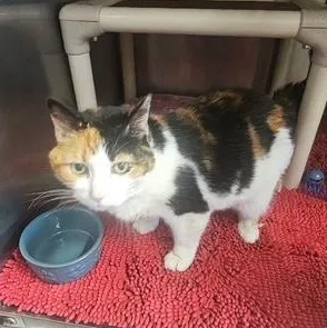 An adult medium-sized female Calico Domestic Short Hair cat named Saffron for adoption in Honesdale, PA