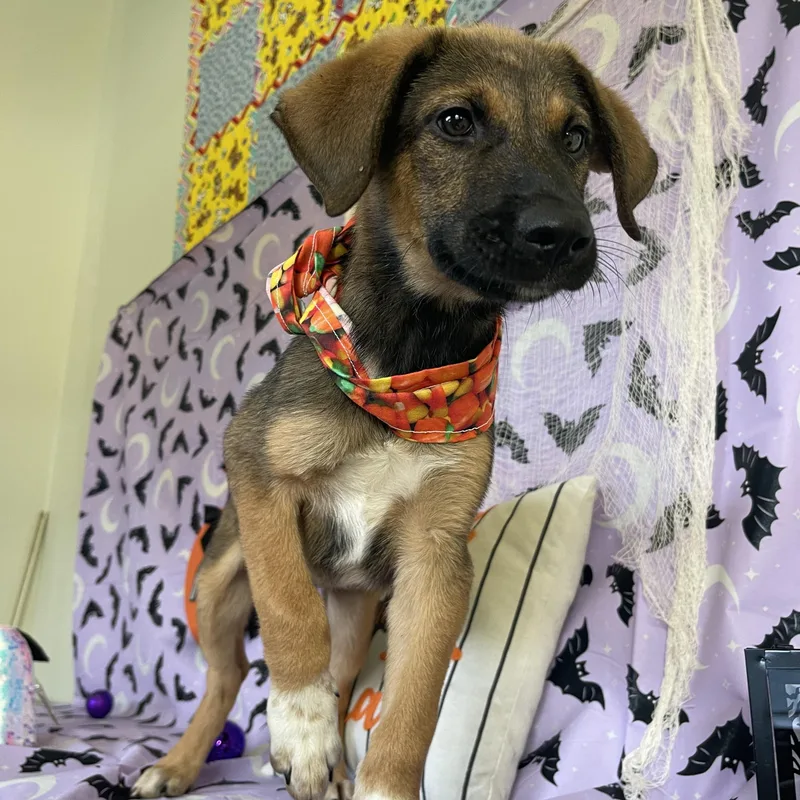 A baby medium-sized male Shepherd dog named Buster for adoption in Sebring, FL
