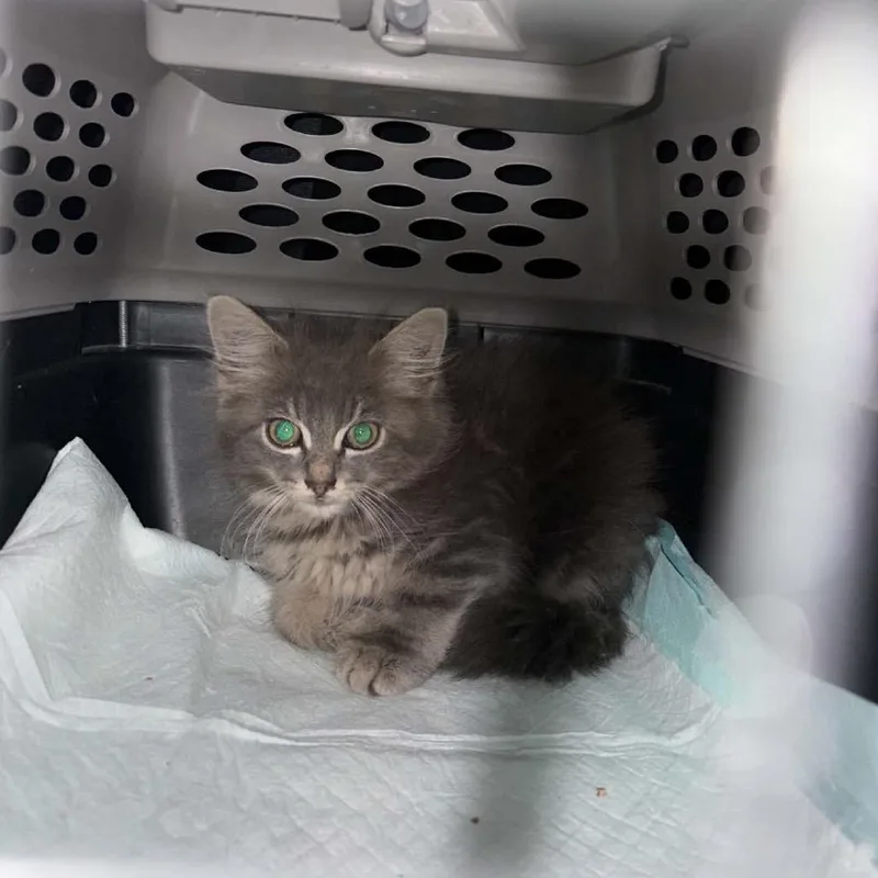 A baby small-sized male Gray / Blue / Silver Domestic Medium Hair cat named Monte for adoption in Spring Hill, KS