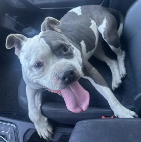 An adult medium-sized female Pit Bull Terrier dog named Deedee for adoption in Los Angeles, CA