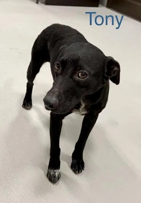 An adult medium-sized male Labrador Retriever dog named Tony for adoption in Lewisville, IN
