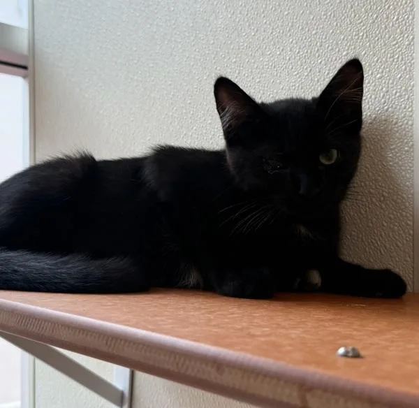 Pheobe