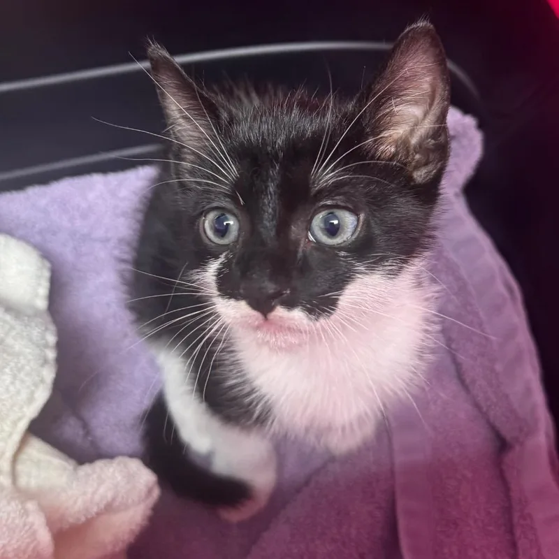 A baby medium-sized male Black Domestic Short Hair cat named Shawn for adoption in Clearwater, FL