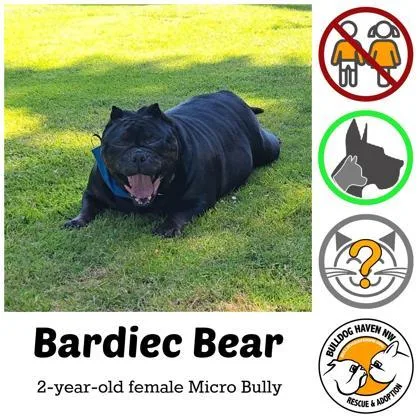 Bardiec Bear thumbnail 2