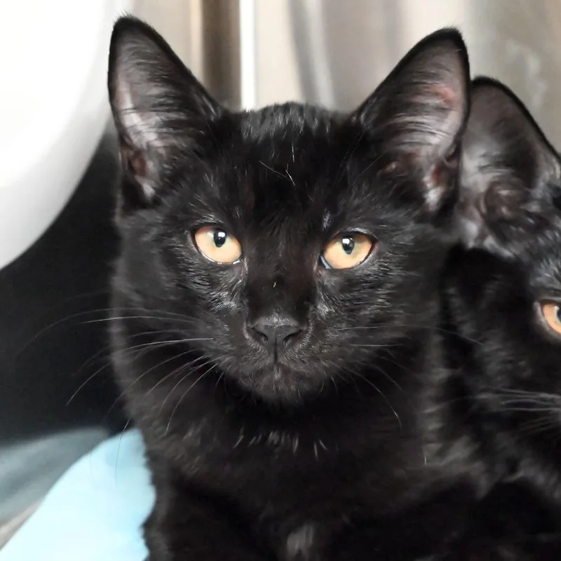 A baby small-sized female Black Domestic Short Hair cat named Storm for adoption in West Palm Beach, FL