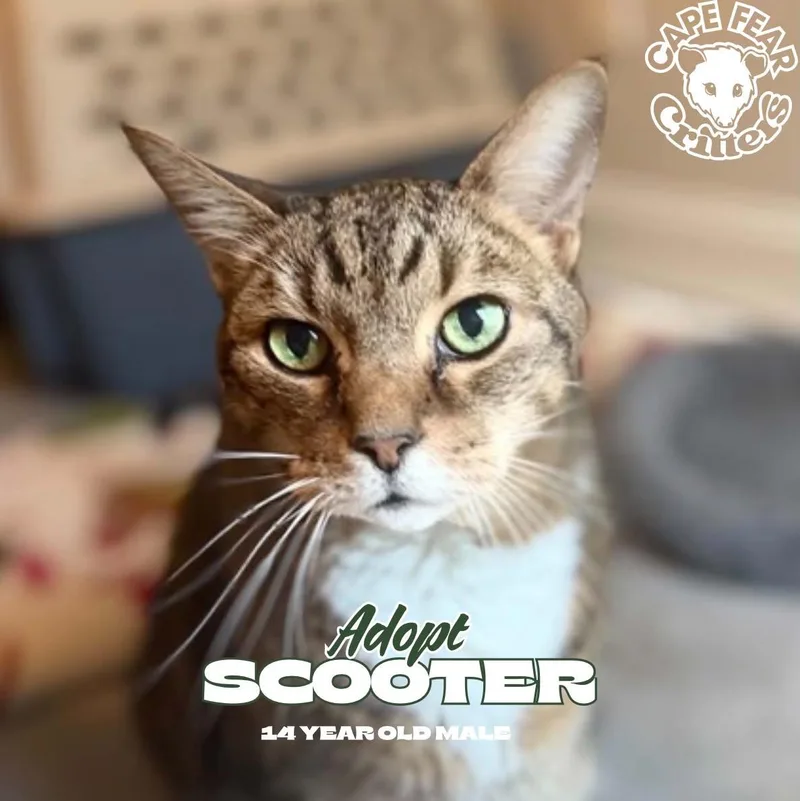 A senior extra large-sized male Tabby (Buff / Tan / Fawn) Domestic Short Hair cat named Scooter for adoption in Wilmington, NC