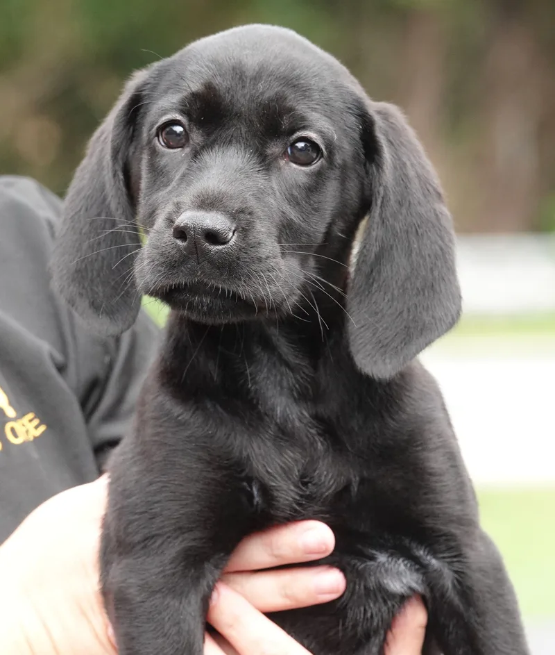 A baby medium-sized female Black Labrador Retriever dog named Daphne for adoption in Millfield, OH