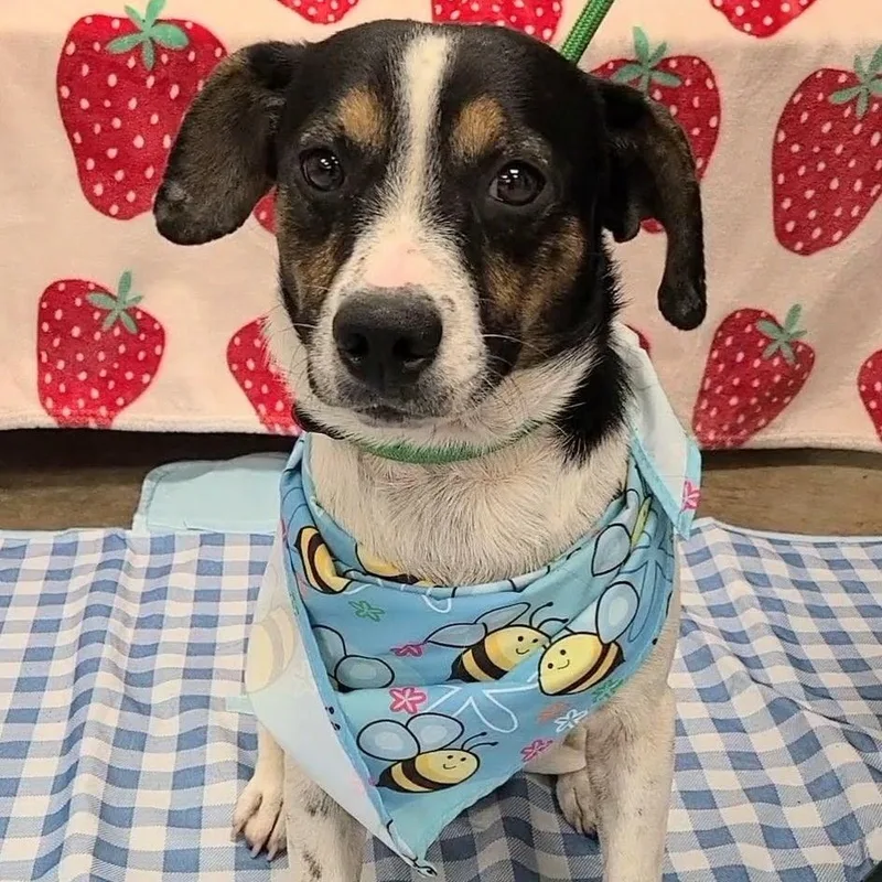 An adult small-sized male Mixed Breed dog named Ravioli for adoption in Woolwich, ME