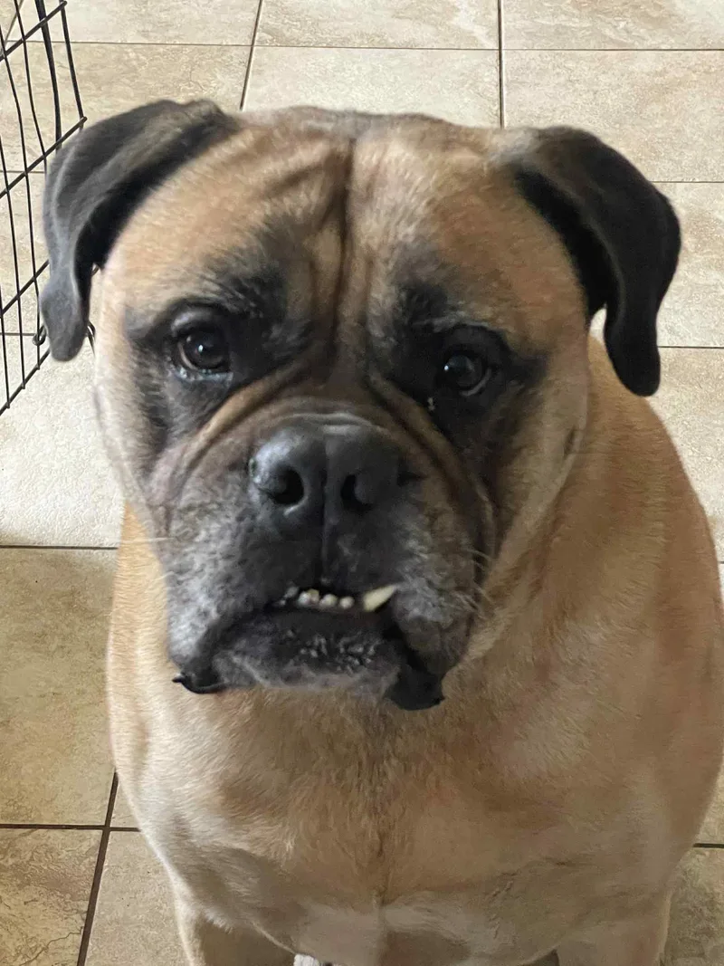 An adult extra large-sized female Yellow / Tan / Blond / Fawn Bullmastiff dog named Maddie  Fl for adoption in Templeton, MA