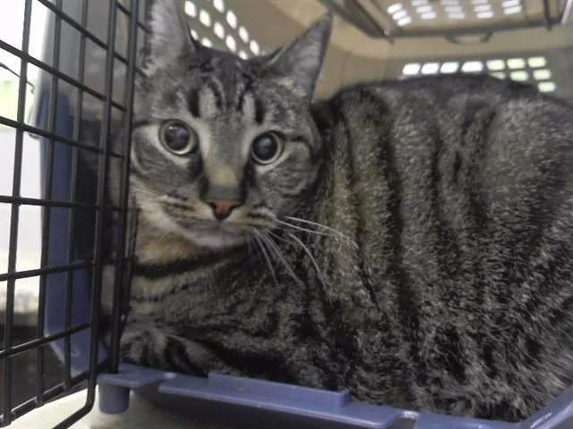 An adult large-sized male Domestic Short Hair cat named Maverick for adoption in Omaha, NE