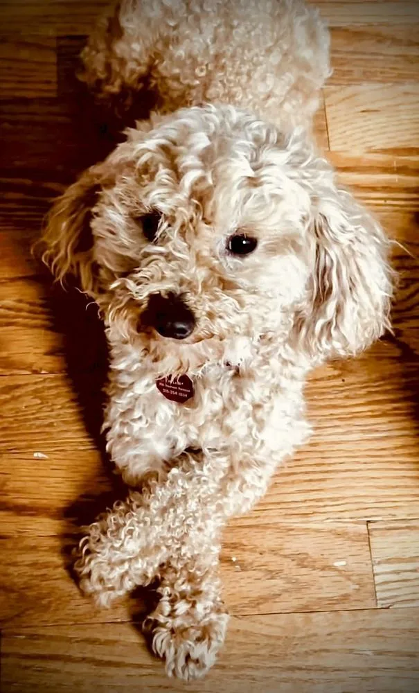 An adult small-sized female Poodle dog named Piper for adoption in Syracuse, NY
