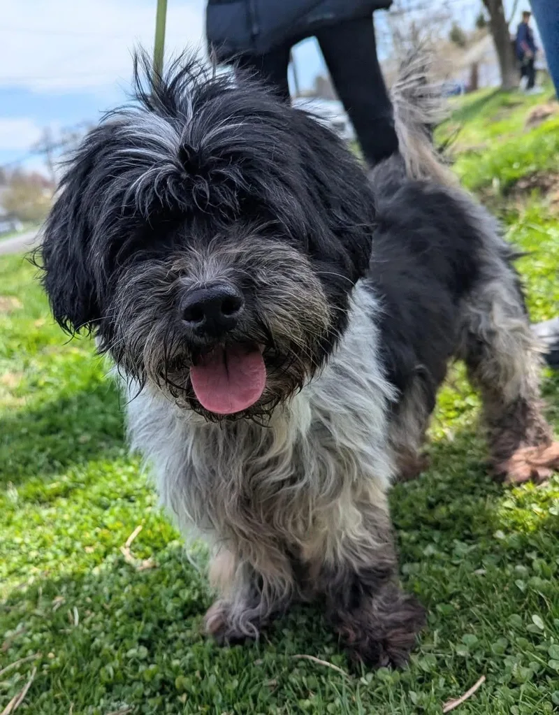 An adult small-sized female Black Shih Tzu dog named Luna for adoption in New Windsor, NY
